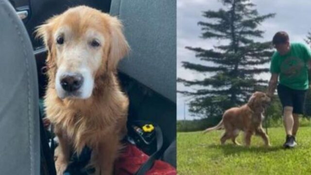 Abbandonato dopo anni dalla sua famiglia, questo cane ha capito solo da anziano che cos’è la felicità