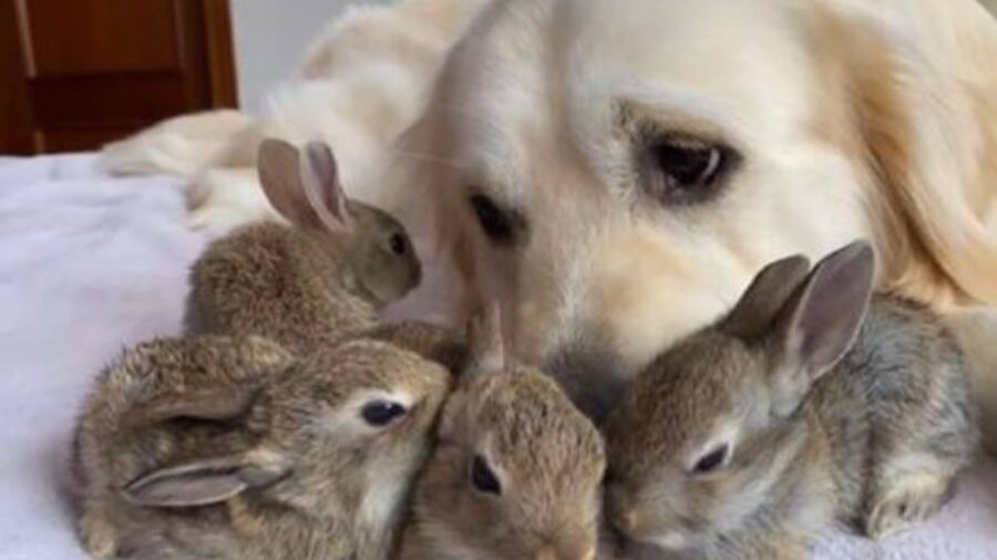 un golden retriever con dei coniglietti