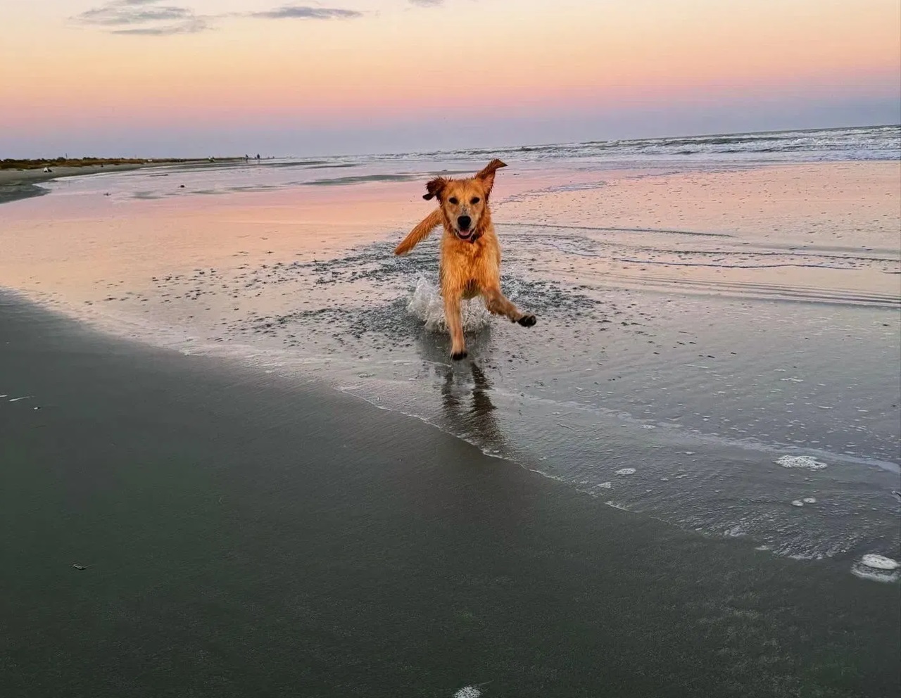 Golden Retriever in acqua