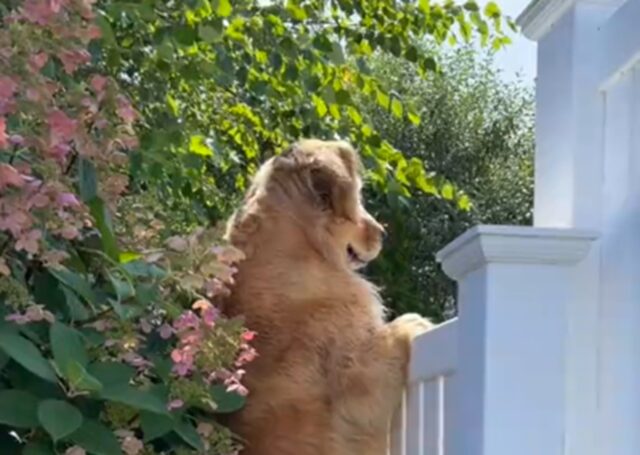 Golden Retriever vuole rubare un hamburger dalla grigliata del vicino di casa