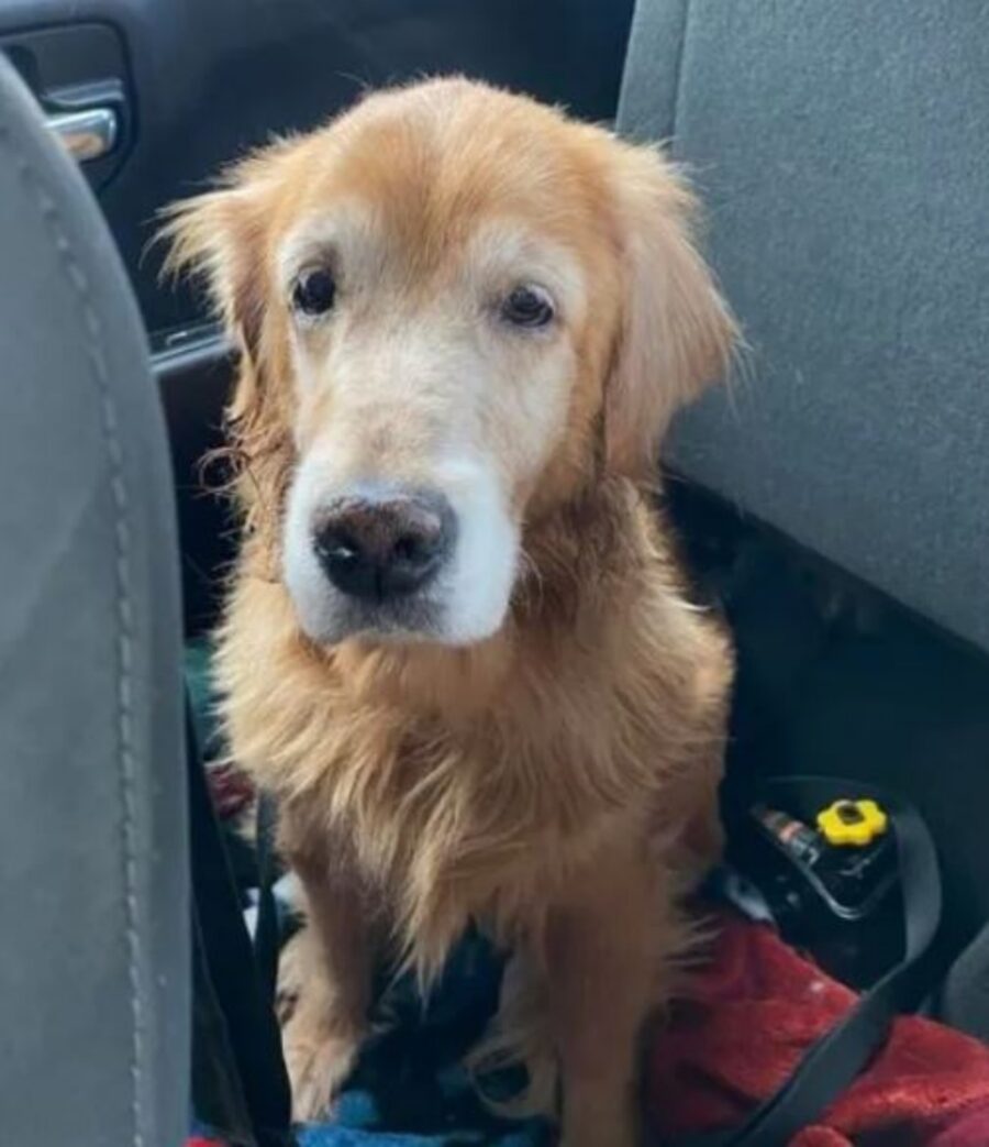 un cane anziano di razza Golden Retriever