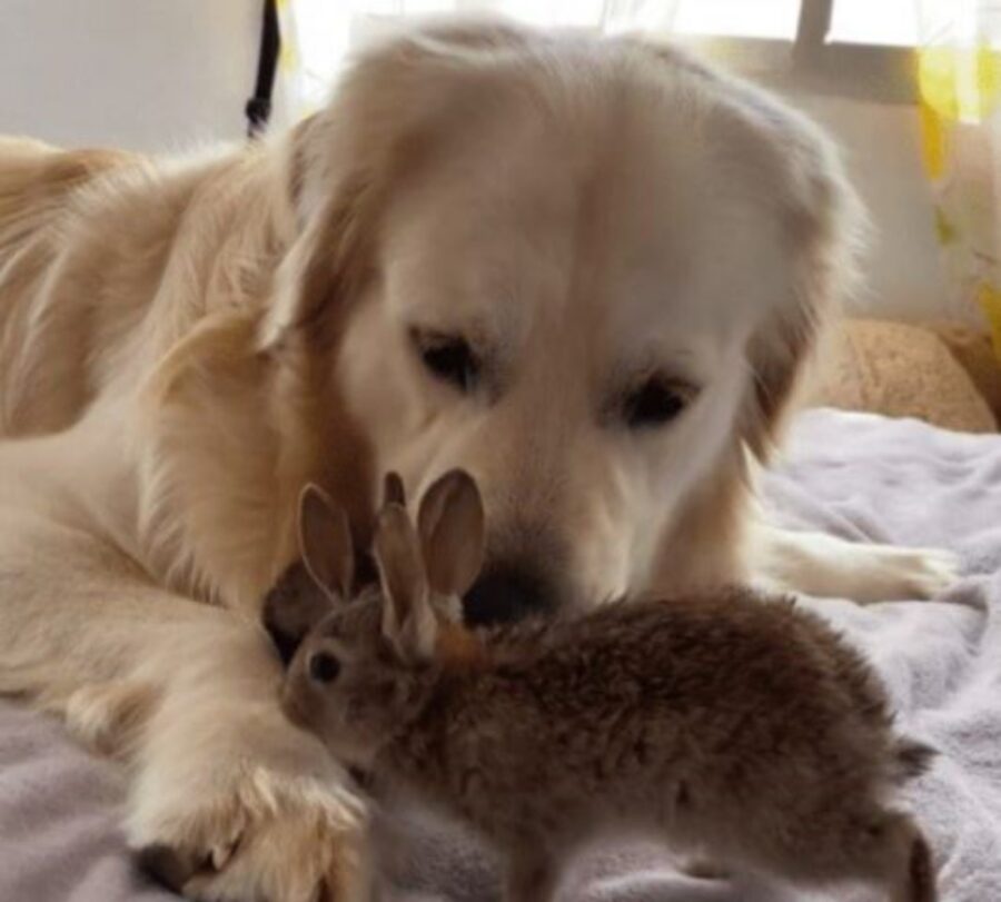 un cane con quattro coniglietti