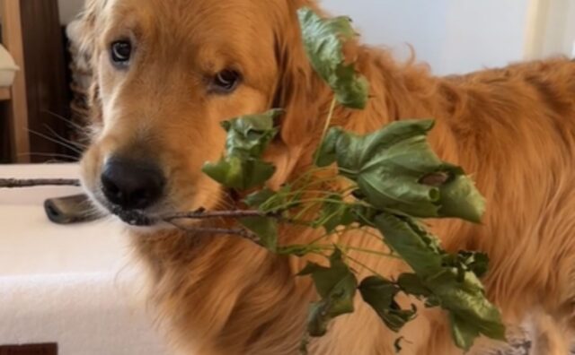 Questo Golden Retriever ha un hobby: giorno dopo giorno colleziona “accessori” per decorare casa sua (VIDEO)