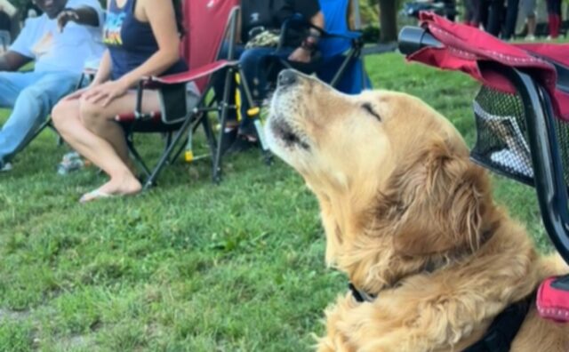 Questo Golden Retriever imita una sirena e sì, la sua imitazione è a dir poco perfetta (VIDEO)