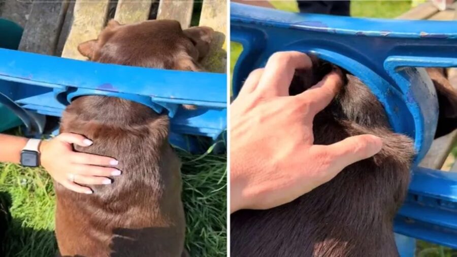 Labrador con la testa incastrata nella panchina