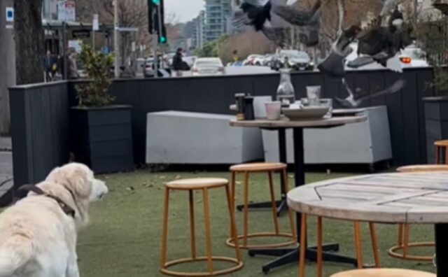 Il modo in cui questo Golden Retriever si dedica al suo lavoro nel bar all’aperto è encomiabile (VIDEO)