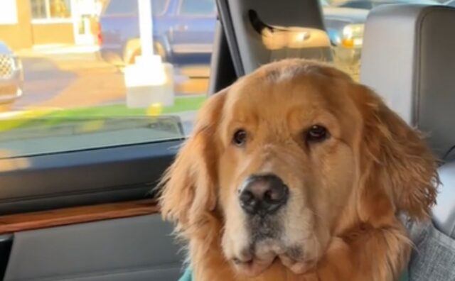 Il Golden Retriever che lotta contro il sonno dopo una giornata di divertimento è uno spettacolo impagabile (VIDEO)