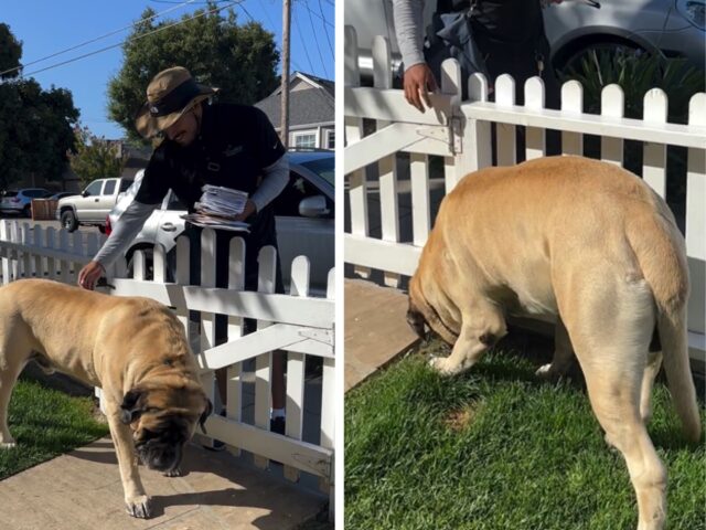 Sì, questo gigantesco Mastiff è davvero un campione di pazienza (e lo dimostra alla perfezione)