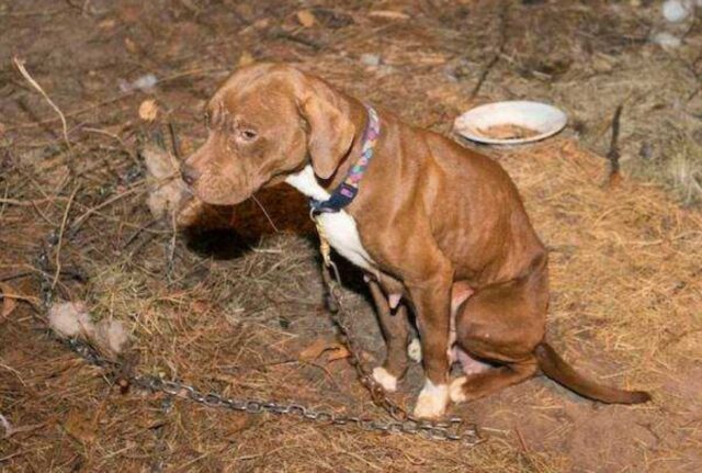 Avevano rubato questo Pitbull per il combattimento dei galli: delle anime buone sono riuscite a salvarlo