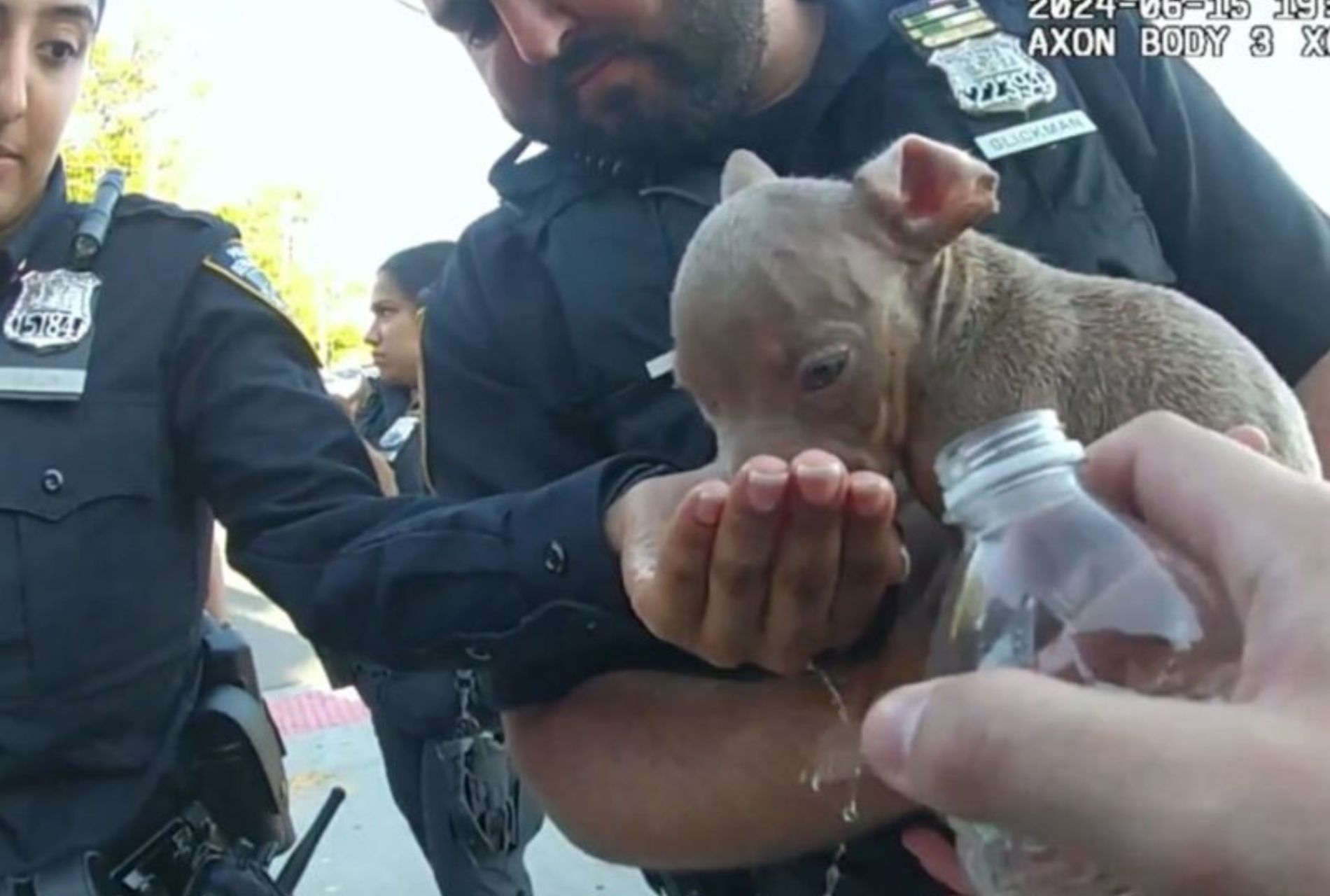 polizia salva cagnolini