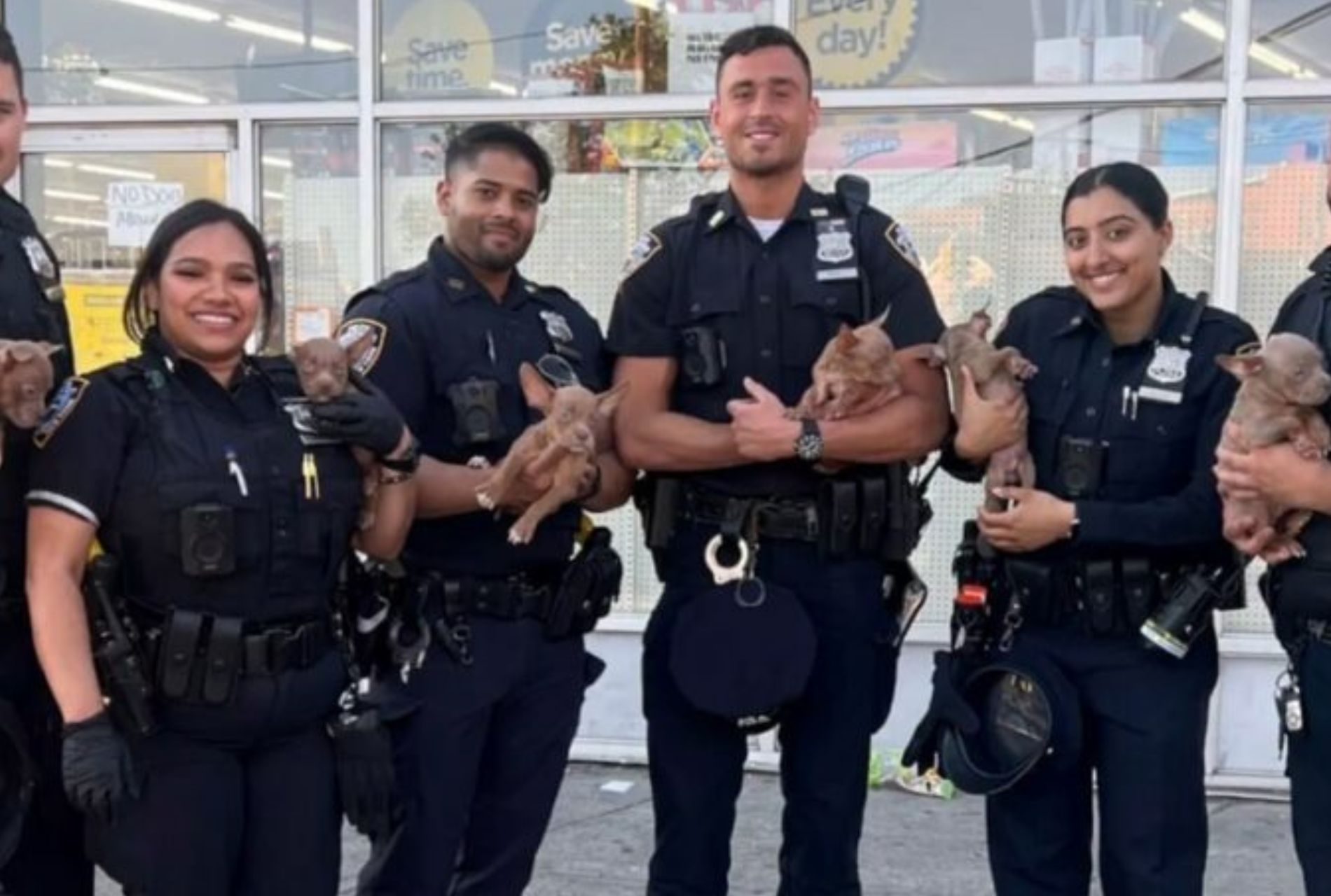 polizia salva cagnolini