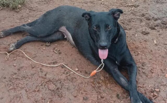 Il cane che è stato in rifugio sin da quando era cucciolo fa la sua prima vera passeggiata (VIDEO)