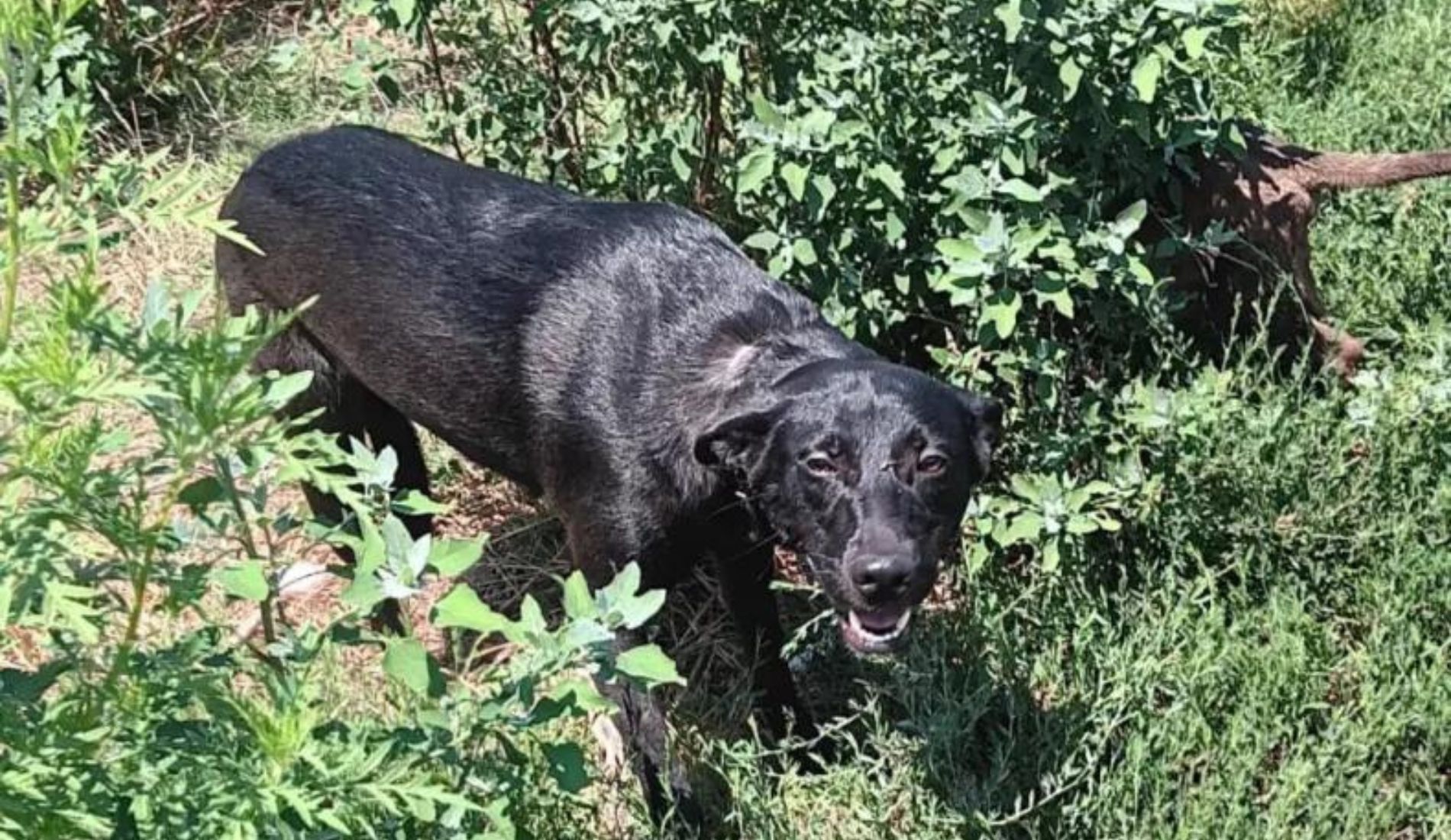 cane nel bosco