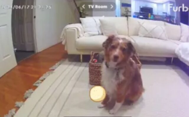 La videocamera di sicurezza riprende il cane che riordina i suoi giocattoli: “È meglio di mio figlio” (VIDEO)