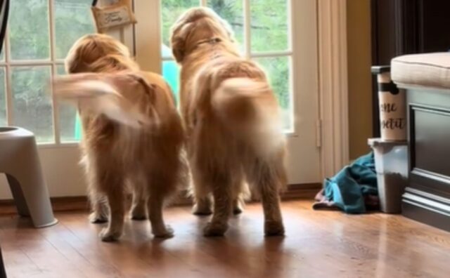 I due Golden Retriever scodinzolano sincronizzati e sono assolutamente perfetti (VIDEO)