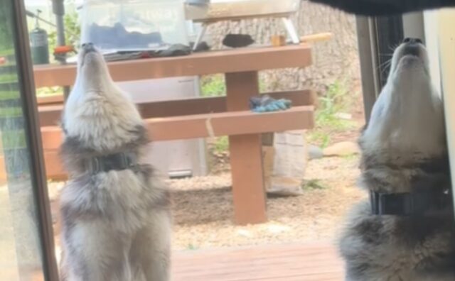 Separano temporaneamente i due Husky usando una porta a soffietto, ma per loro è una vera tragedia (VIDEO)