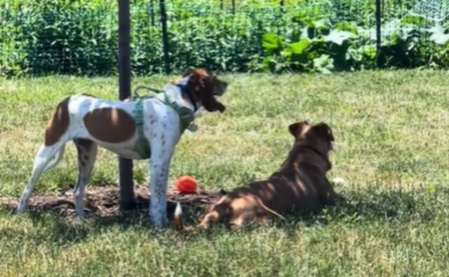 Una gioia incontenibile: il cane appena adottato capisce che il suo vecchio amico del rifugio vive nella casa accanto (VIDEO)