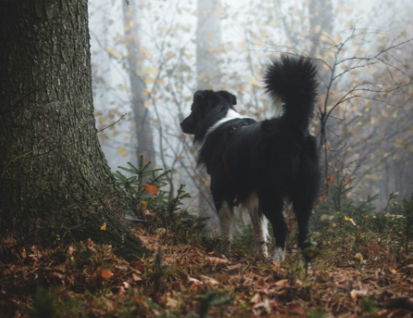 Cane guarda avanti