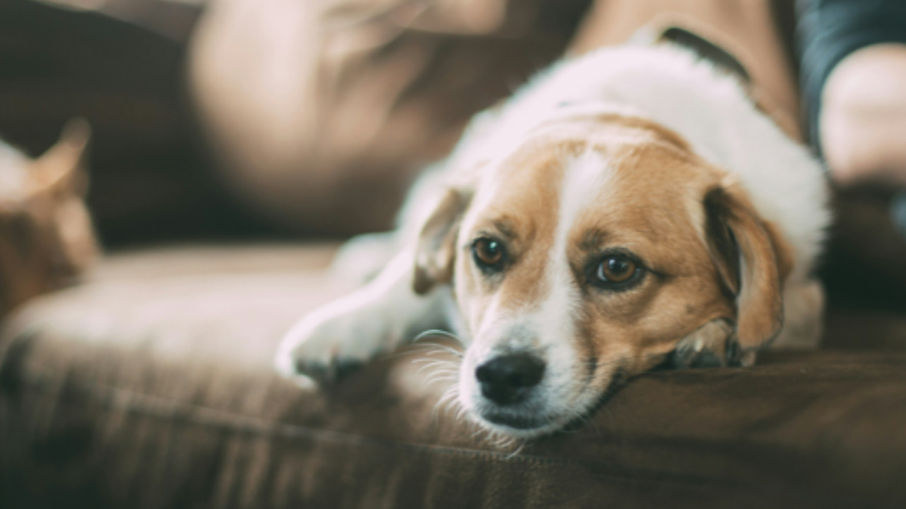 Cane guarda avanti