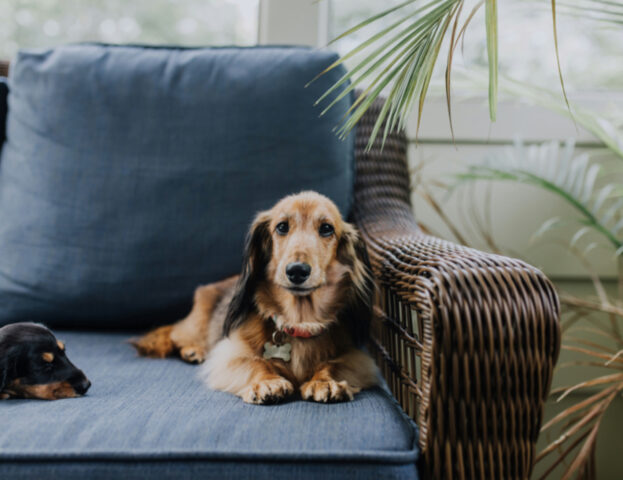 Anche il vostro lo fa? Questi sono i motivi per cui il cane ci ruba il posto