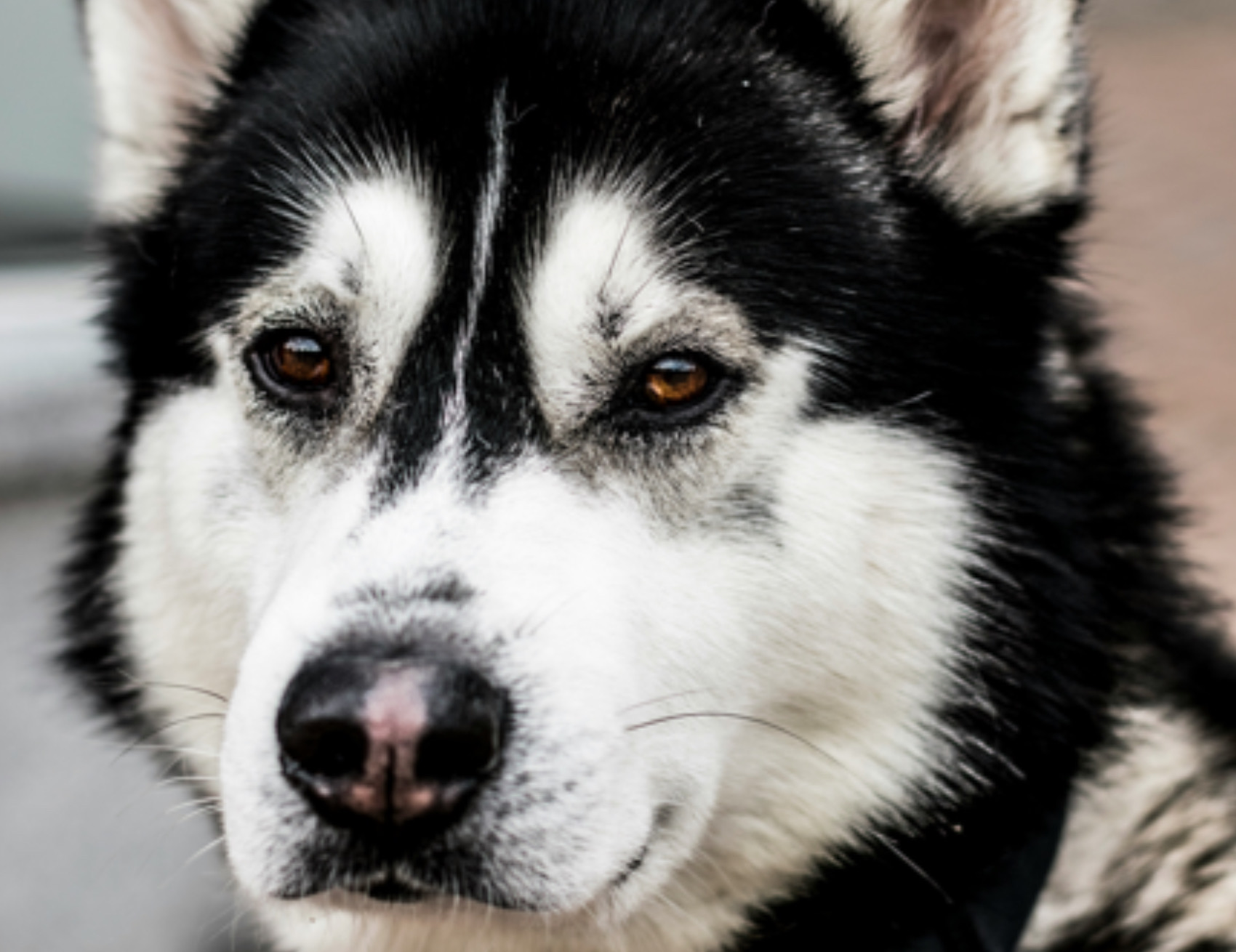 Cane guarda avanti