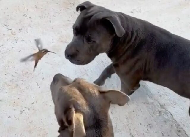 Come fate a dire che sono aggressivi? Guardate i due Pitbull stringere un dolce legame con il colibrì