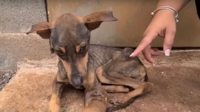 Con la zampa in queste condizioni il cagnolino continuava a trascinarsi, sperando che qualcuno lo aiutasse – Video