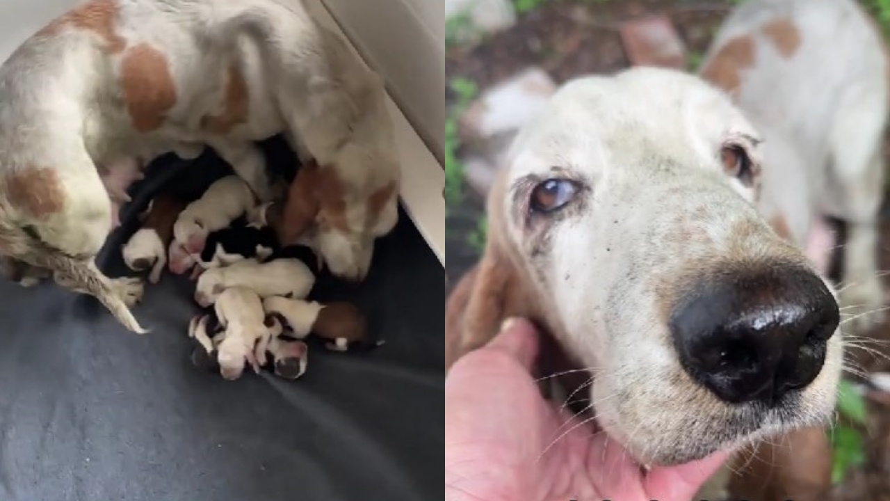 mamma cane e cuccioli