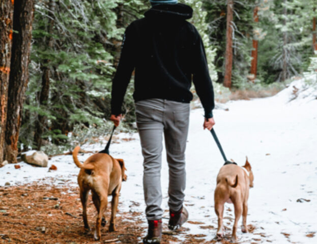 Dobbiamo portare il cane a passeggio prima o dopo che ha mangiato?