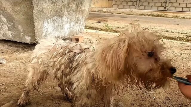 Dopo aver passato una vita da randagio, questo cagnolino trova finalmente il suo lieto fine – Video