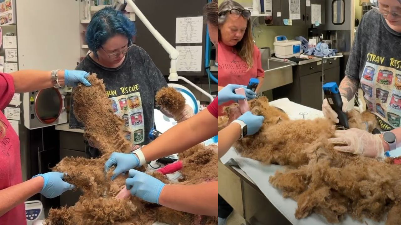 Donne eseguono toelettatura a cagnolina