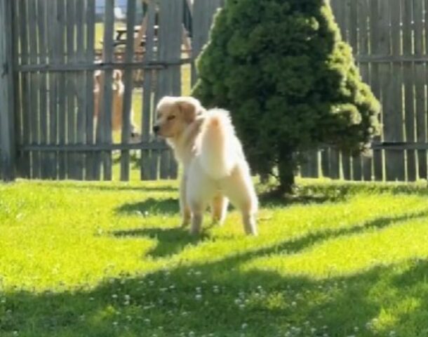 Due Golden Retriever diventano vicini di casa e ora i padroni devono affrontare le conseguenze