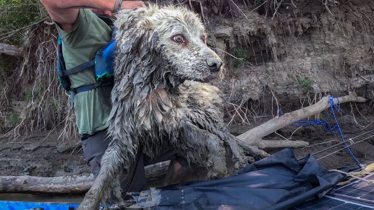 Cane sporco di fango