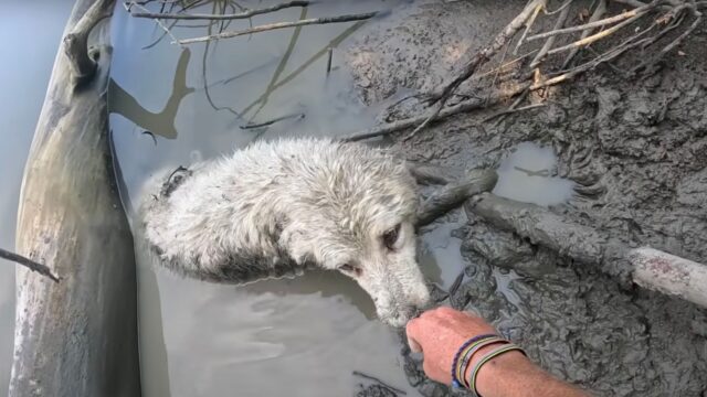 Durante una giornata in canoa quest’uomo si ferma e non crede ai suoi occhi: c’era un cane proprio lì – Video