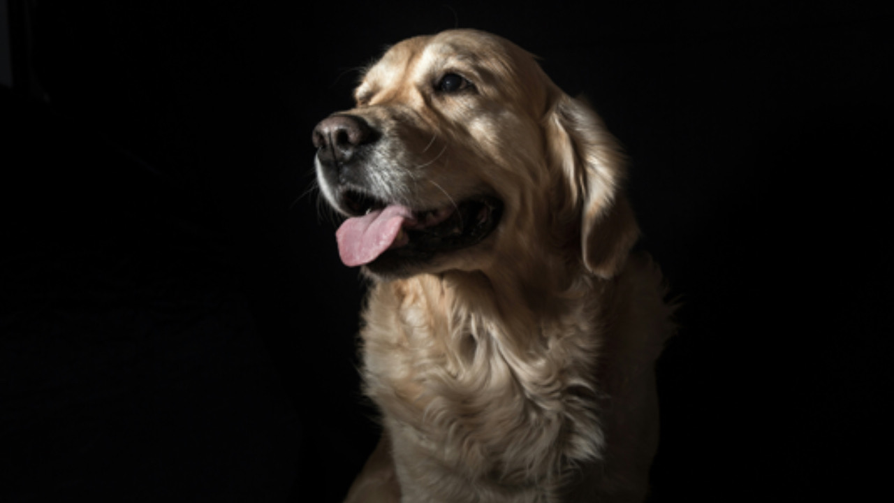 Cane guarda a sinistra