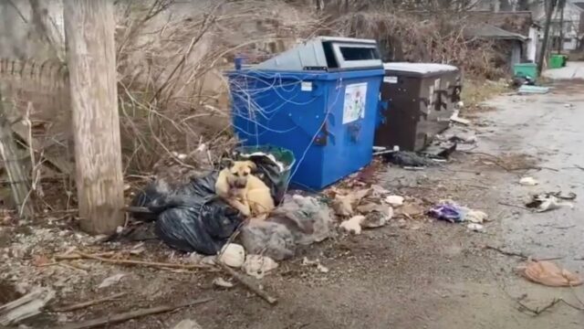 È rimasta legata a un cassonetto per tre giorni: la cagnolina era stata gettata via come niente – Video