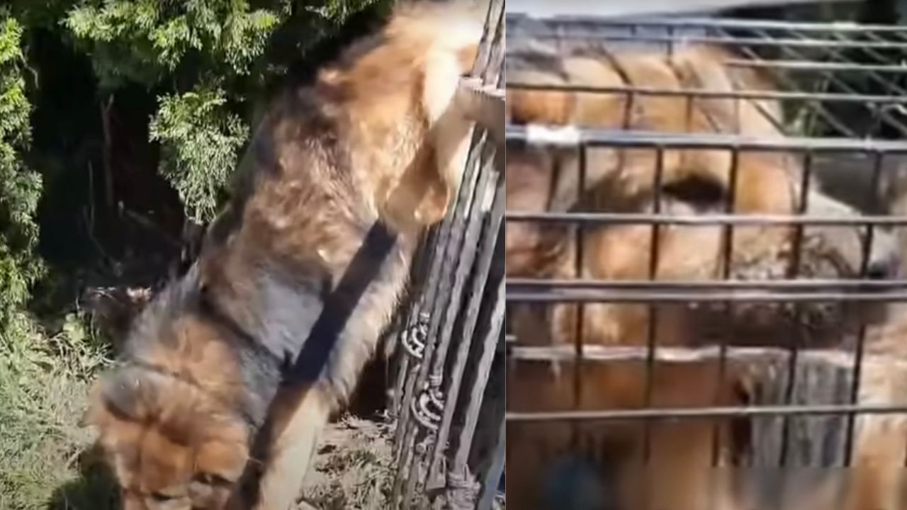 Cane bloccato nella recinzione viene liberato