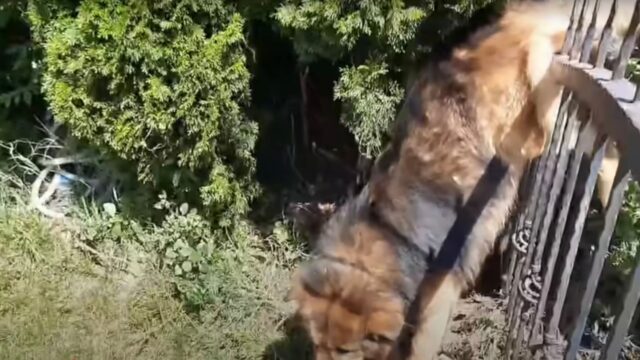 È rimasto bloccato perché le ha provate tutte pur di dissetarsi: il povero cane era disperato – Video