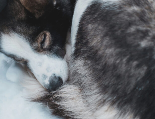 È triste ma bisogna saperlo: cosa fare se troviamo un cane defunto in strada?