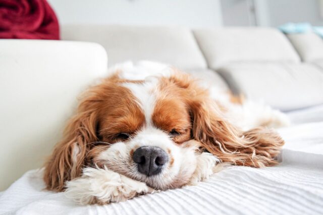 “É troppo esuberante”: con questa scusa i padroni si impuntano per dare via la povera cagnolina