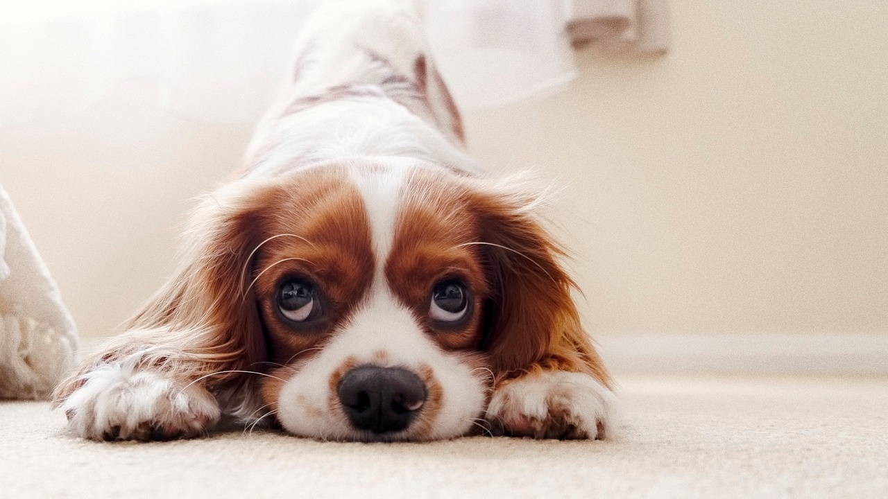 abbandonata cagnolina perché esuberante