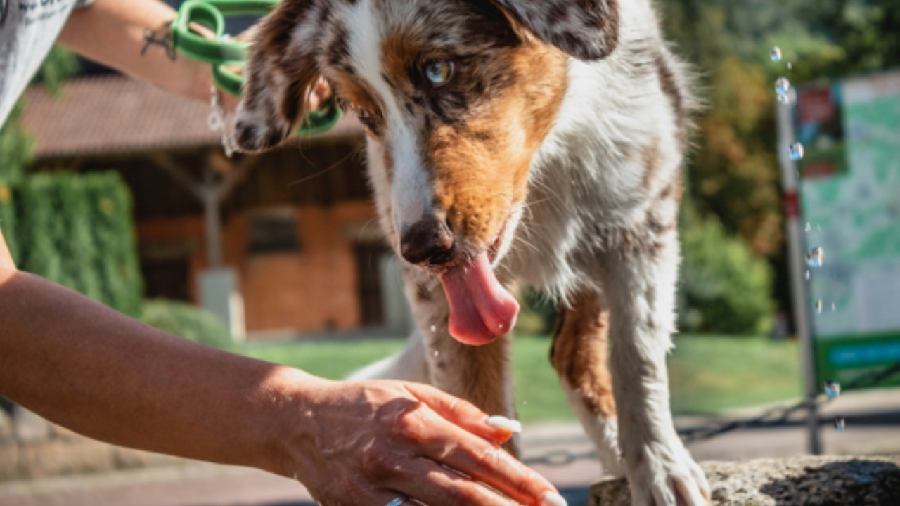 Cane lecca l’umano