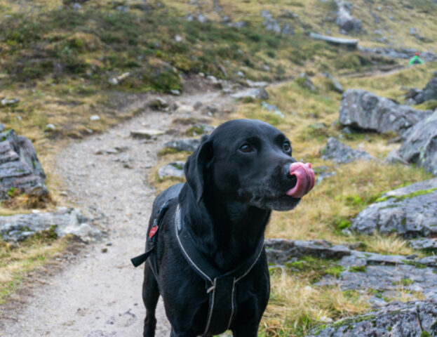 È vero oppure no che la saliva del cane ci può disinfettare?