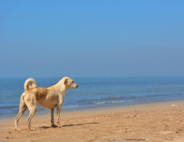 Finalmente in vacanza insieme, ma quali giochi possiamo fare in spiaggia col cane?