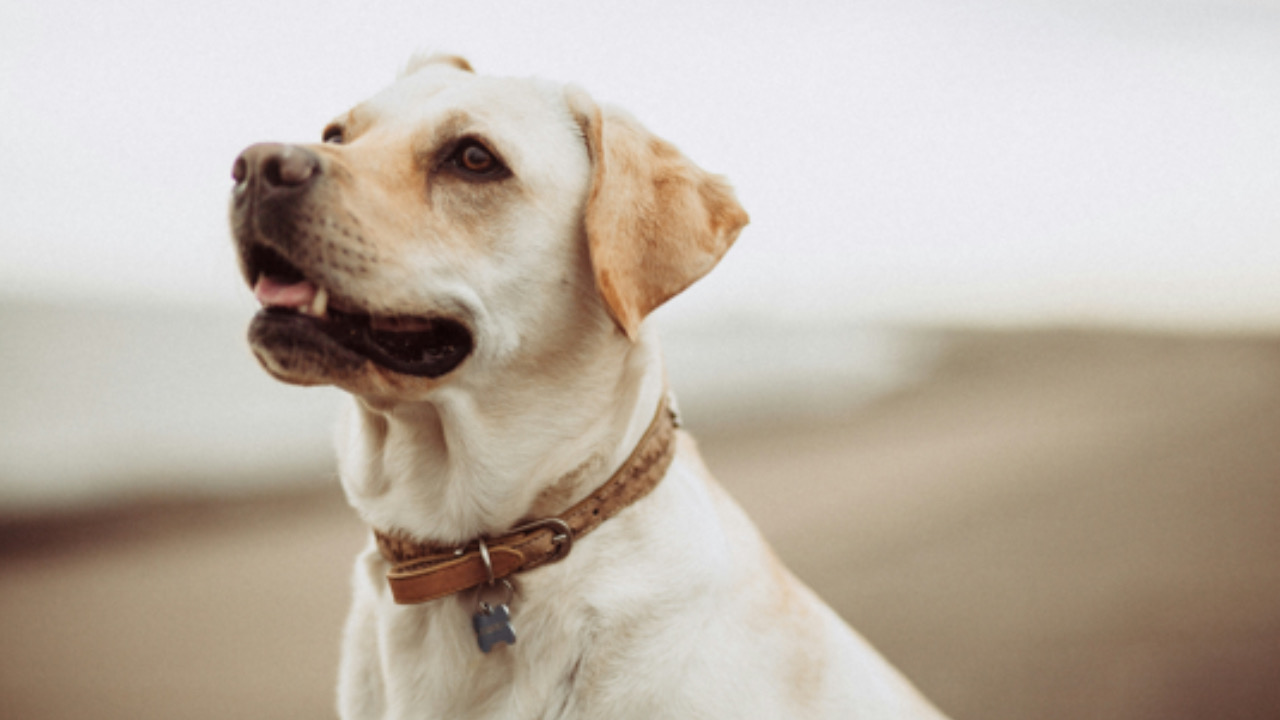 Cane guarda a lato