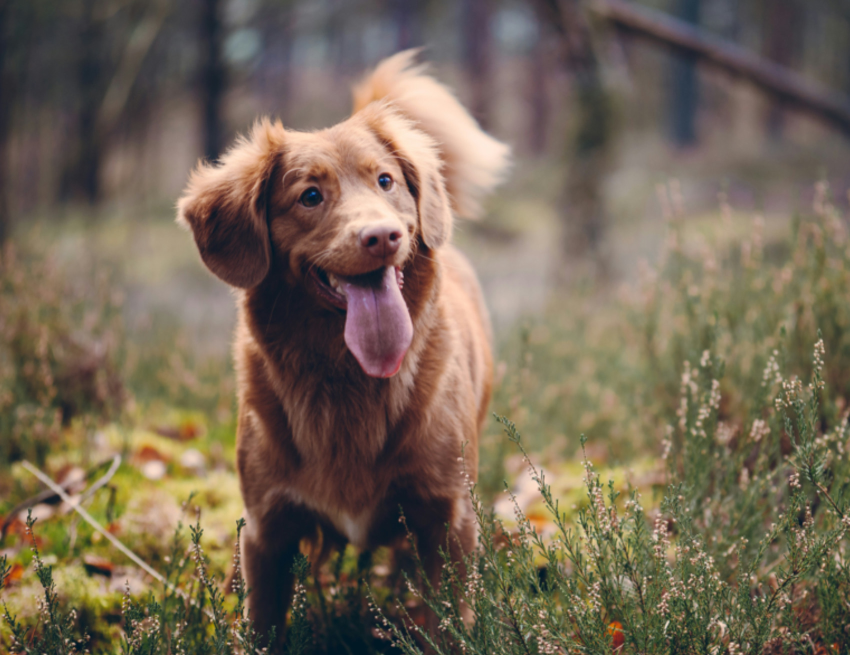 Cane nel prato