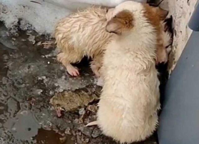 I cuccioli di cane hanno un passato triste insieme e adesso sono davvero inseparabili