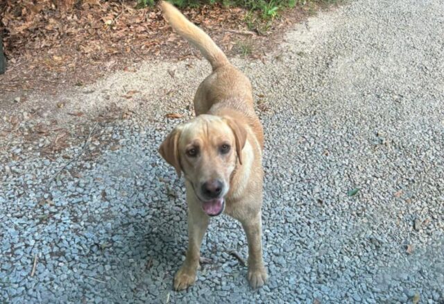 Il cane decide di inseguire un bus scolastico: non immaginava che la sua vita sarebbe cambiata