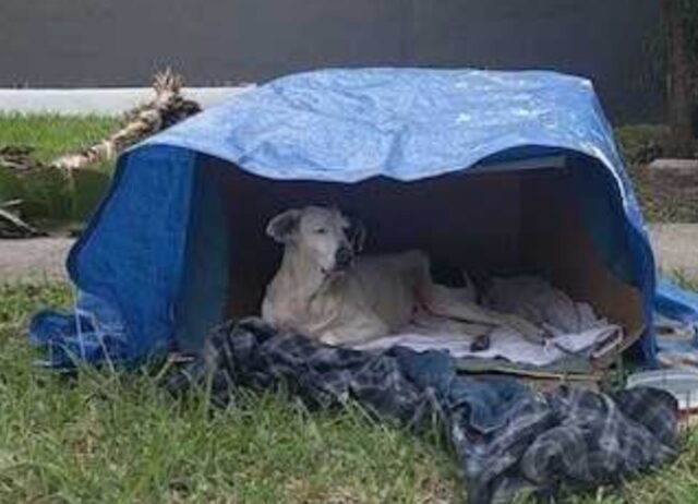 Il cane giaceva in una scatola di cartone, era estremamente triste e spaventato