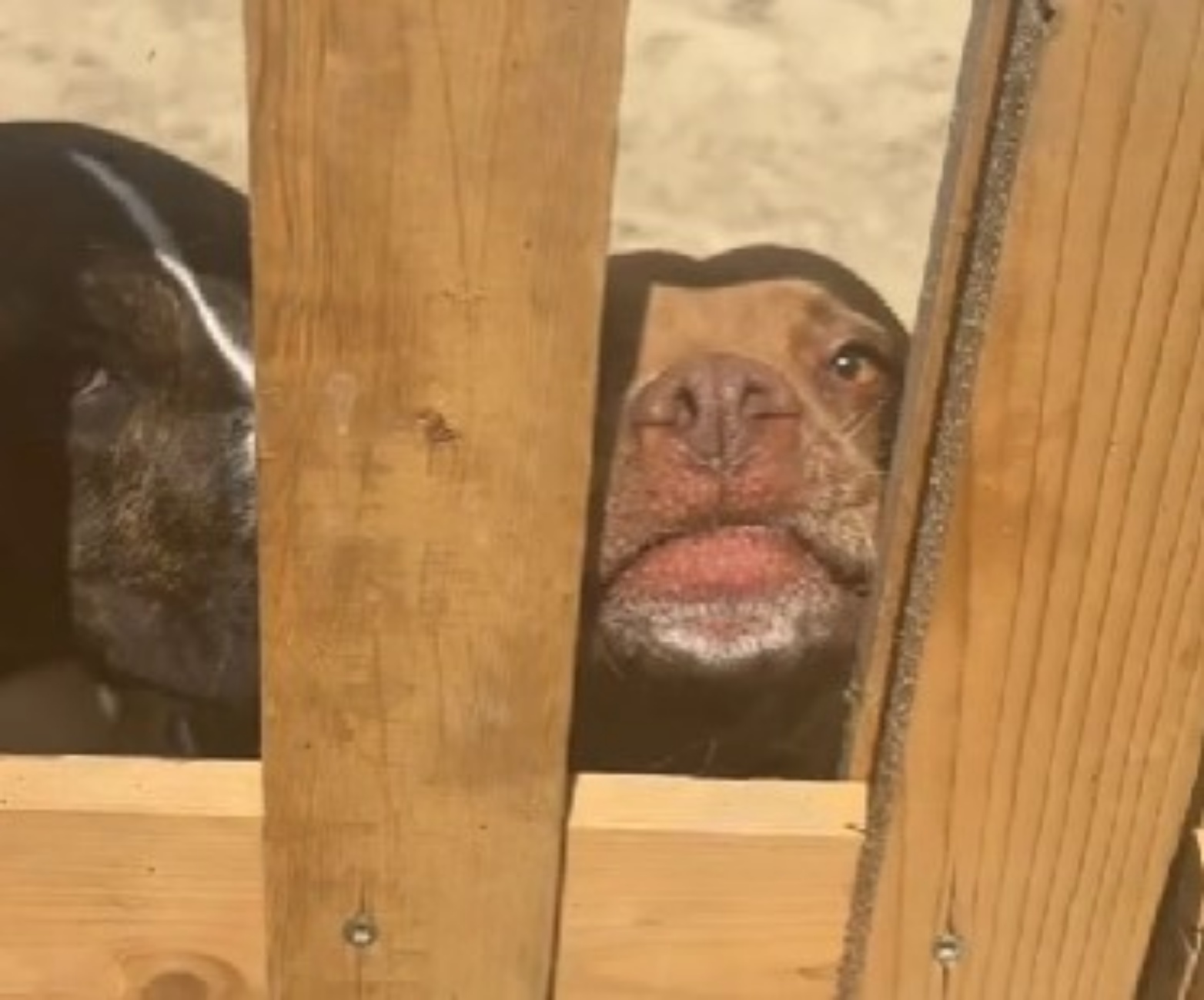 cane impaziente di vedere cuccioli